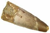 Fossil Spinosaurus Tooth - Real Dinosaur Tooth #276902-1